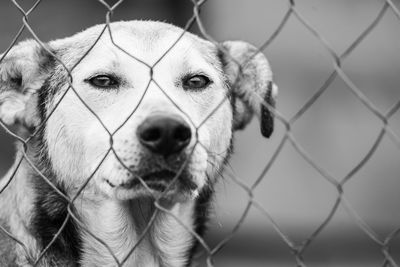 Close-up portrait of dog seen through chainlink fence