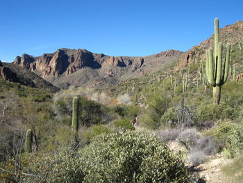 Cactus growing on mountain against clear blue sky