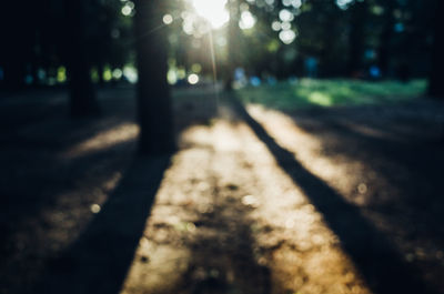 Shadow of tree in forest