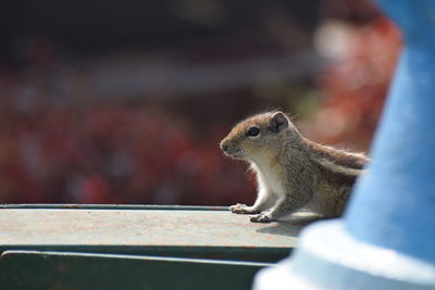 Close-up of squirrel