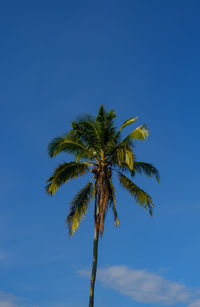 Low angle view of palm tree against clear sky