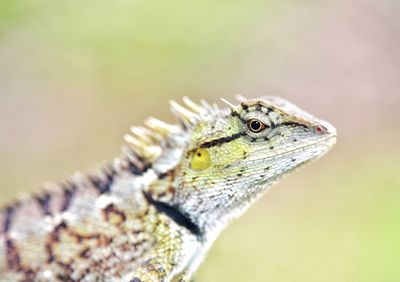 Close-up of a lizard