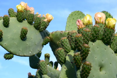 Close-up of prickly pear cactus