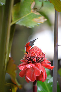 Close-up of honey bee on red flower