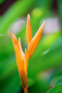 Close-up of orange flower