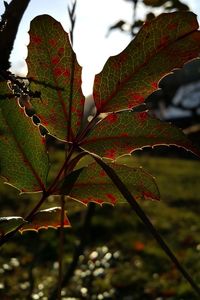 Close-up of maple leaves during autumn