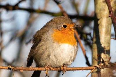 Close-up of a bird perching on branch