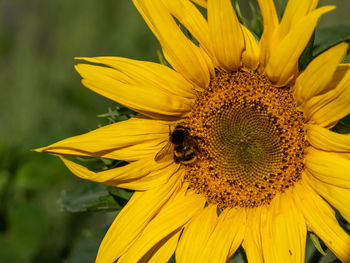 Close-up of honey bee on sunflower