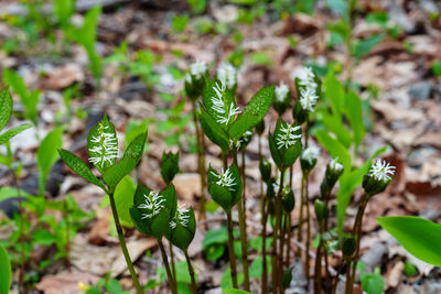 plant