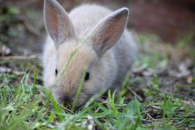 Close-up of a rabbit on field