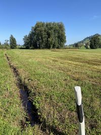 Scenic view of field against clear sky