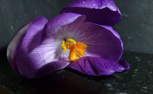 Close-up of purple hibiscus