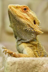 Close-up of a lizard