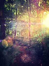 Trees in forest during autumn