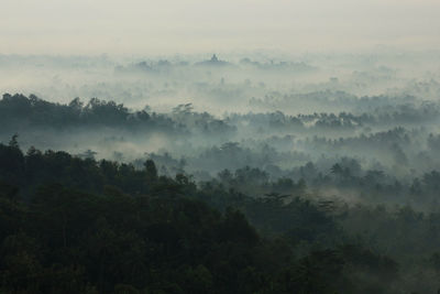 Scenic view of trees in forest against sky