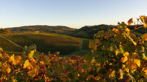 Scenic view of vineyard against sky