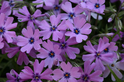 Close-up of purple flowers blooming outdoors