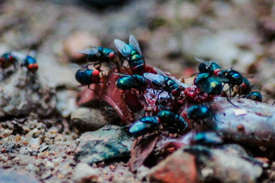 Close-up of fly on rock