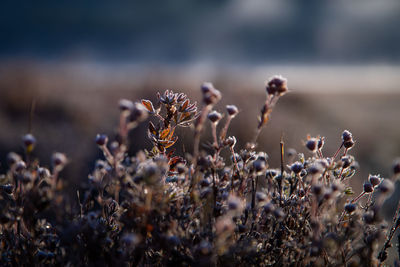 Close-up of wilted flowers on field