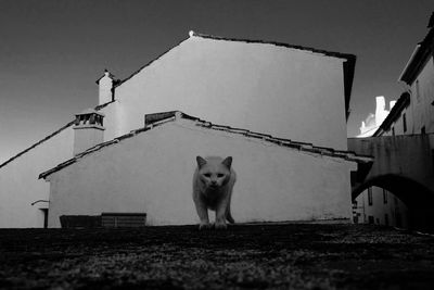 Cat against sky at night