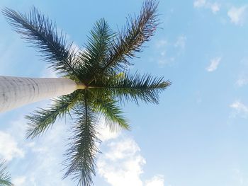 Low angle view of palm tree against sky