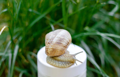 Garden snail on face cream brown bottle serum oil