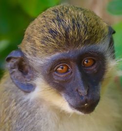 Close-up portrait of cute looking away