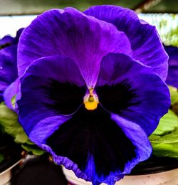 Close-up of purple flower