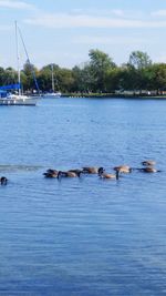 Ducks swimming in lake against sky