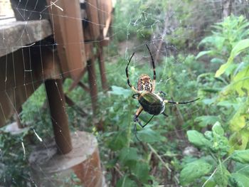 Close-up of spider on web