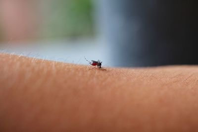 Close-up of insect on hand