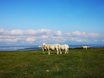 Horses in a field