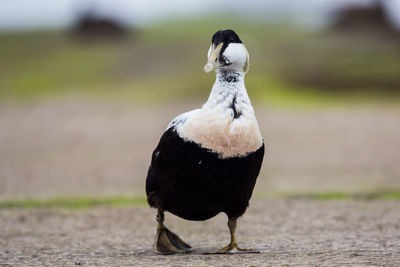 Common eider male close up, somateria mollissima,  scotland