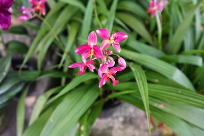 Close-up of pink flowers