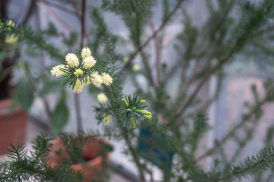 Macro photo of small australian bottle brush flowers in yellow growing on thin fir branches