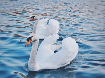 Swans swimming in water