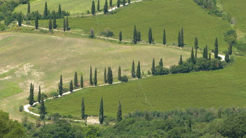 Scenic view of green landscape