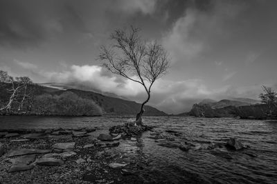 Bare tree by sea against sky