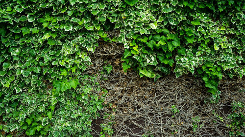 Full frame shot of ivy growing on field