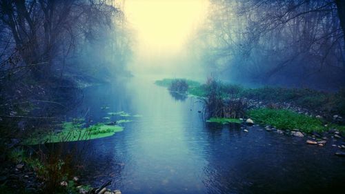 Reflection of trees in lake