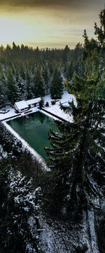 High angle view of pine trees by lake during winter