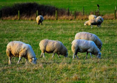 Sheep grazing on field