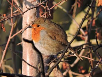 Close-up of bird perching on branch