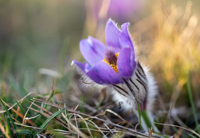 Close-up of purple crocus flowers on field