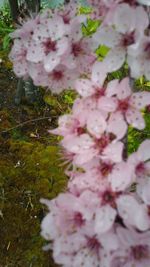 Close-up of pink flowers on tree