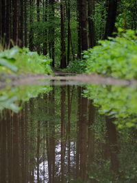 Bamboo trees in forest