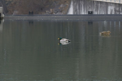 Swans swimming in lake