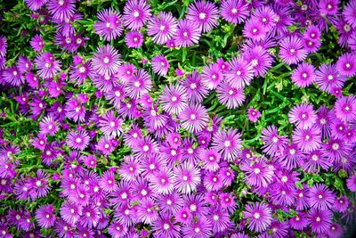 Full frame shot of pink flowering plants