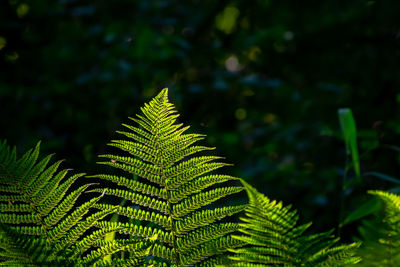 Close-up of fern leaves on tree