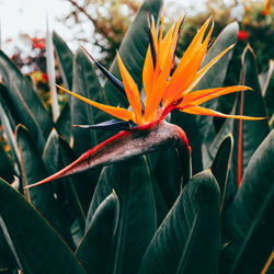 Close-up of orange flowering plant